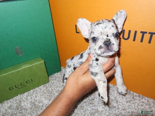 French Bulldog dogs - Ad 6