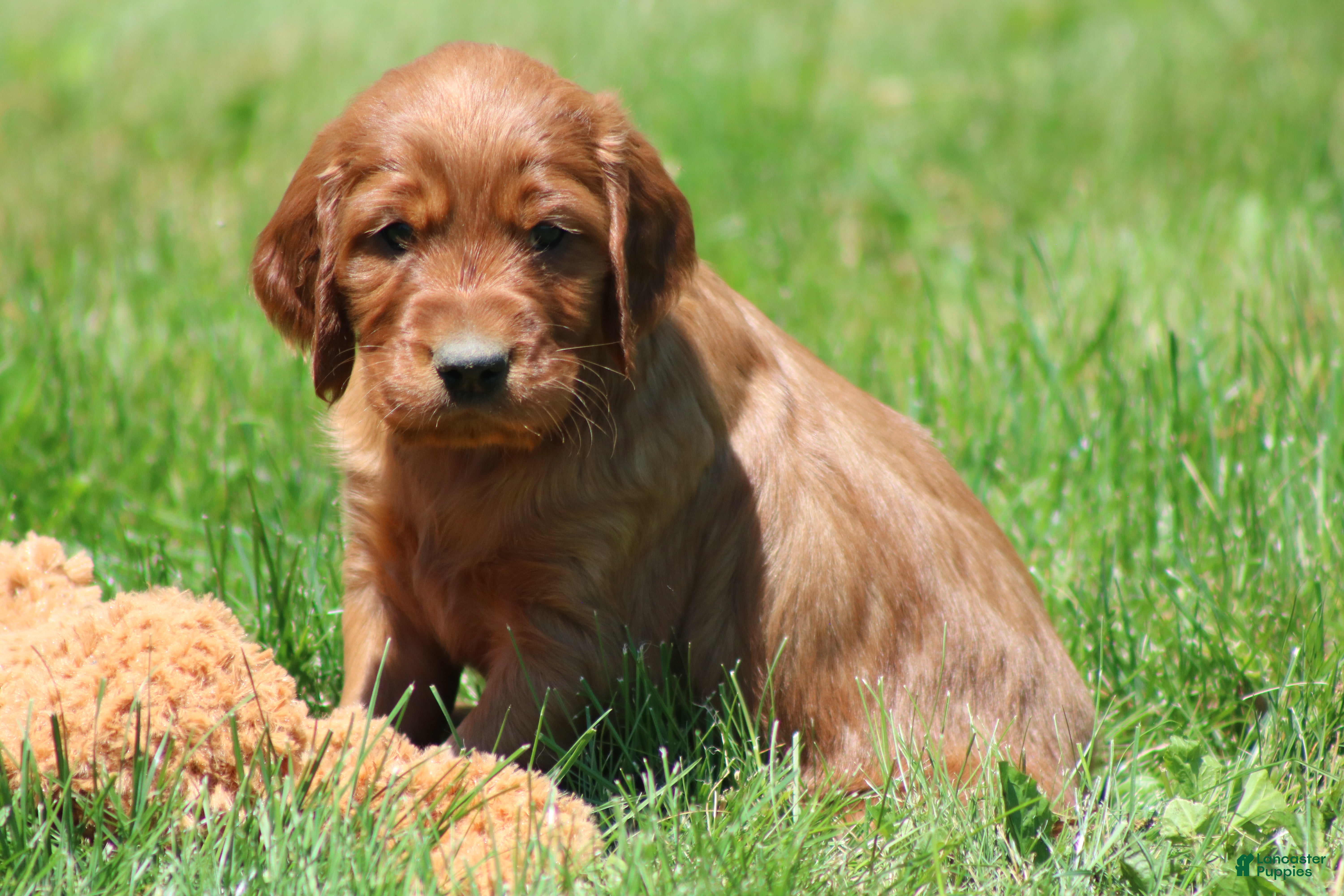 Irish Setter dogs for sale: Sammy - Ad 4