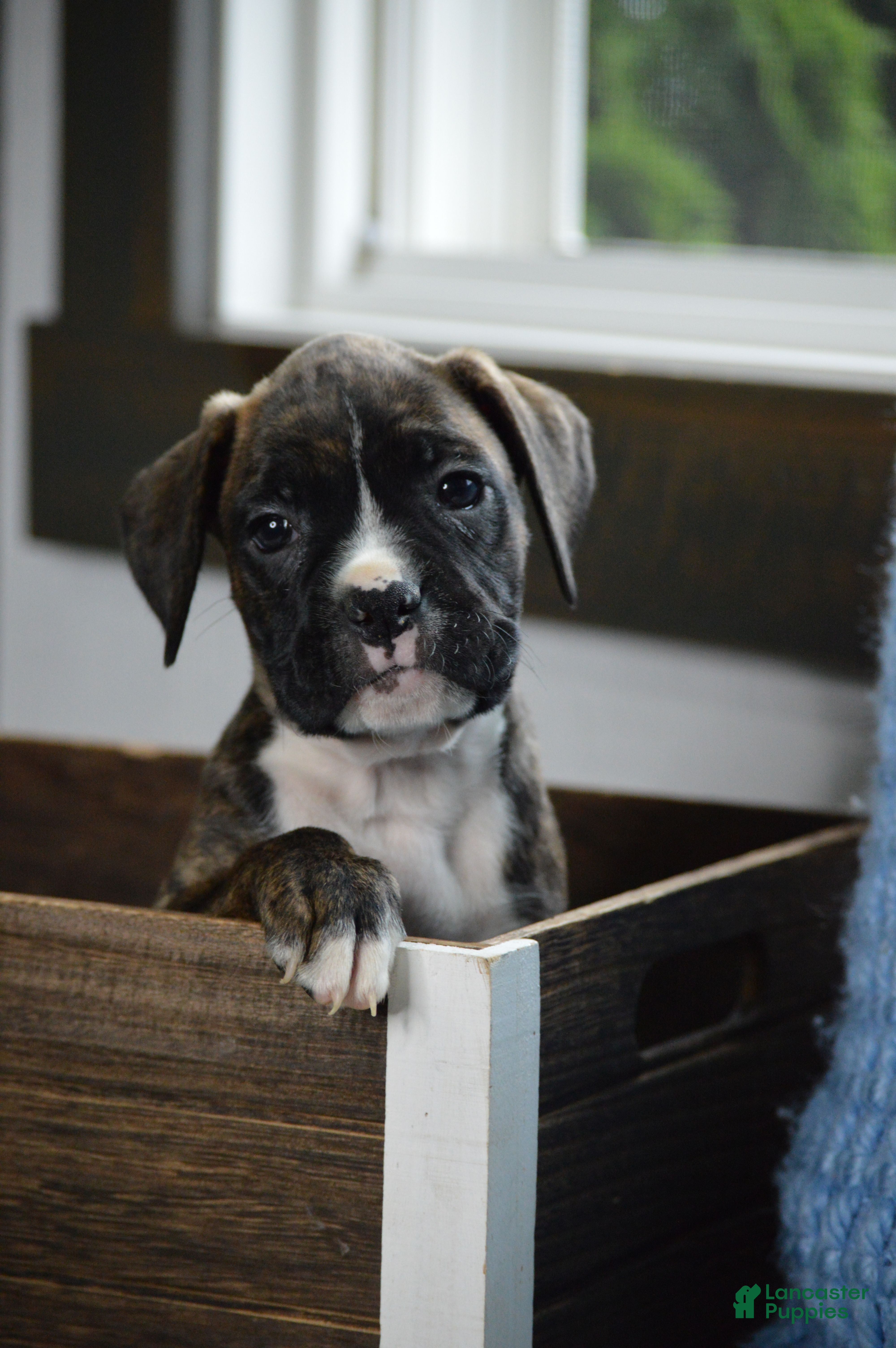 Boxer dogs Jade - Ad 2