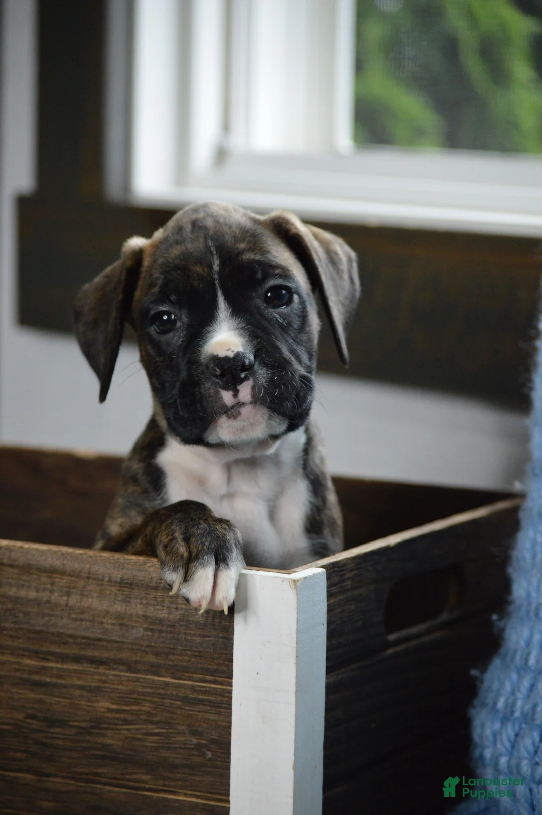 Boxer dogs for sale: Jade - Ad 2