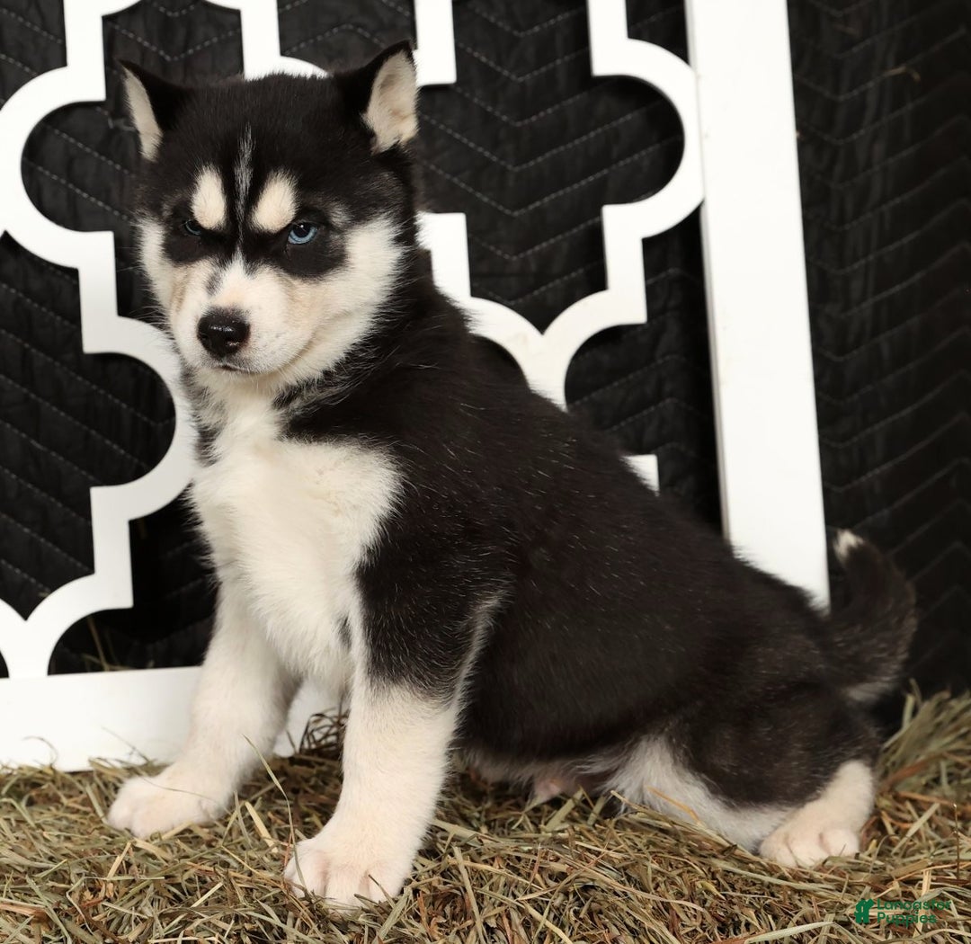 Siberian Husky dogs for sale: Trooper - Ad 5