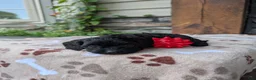 Cavapoo dogs for sale: Marley  - Ad 4