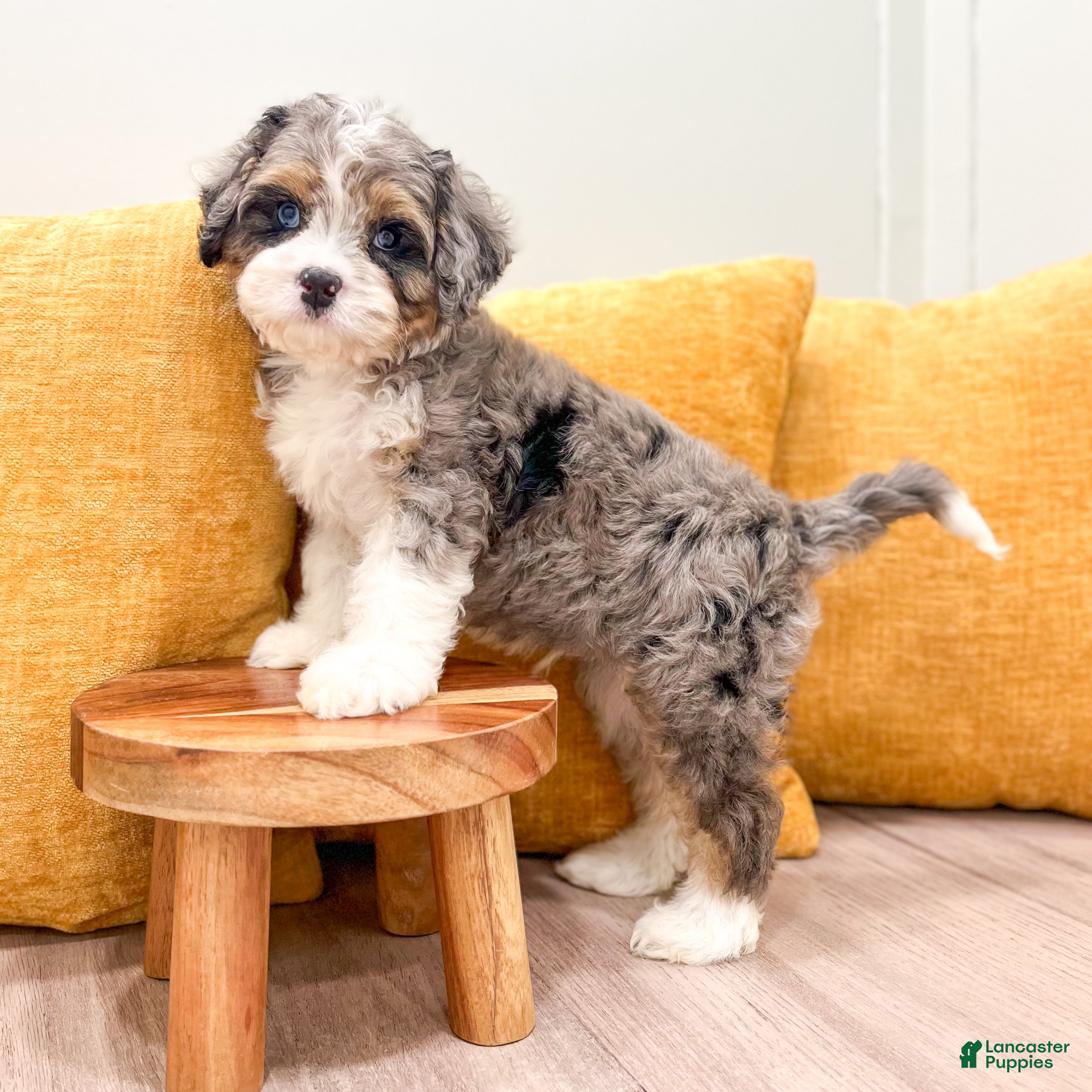 Cavapoo dogs Ace - Ad 2