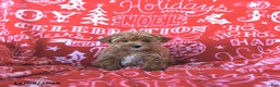 Mini Goldendoodle dogs for sale: Noelle - Ad 5
