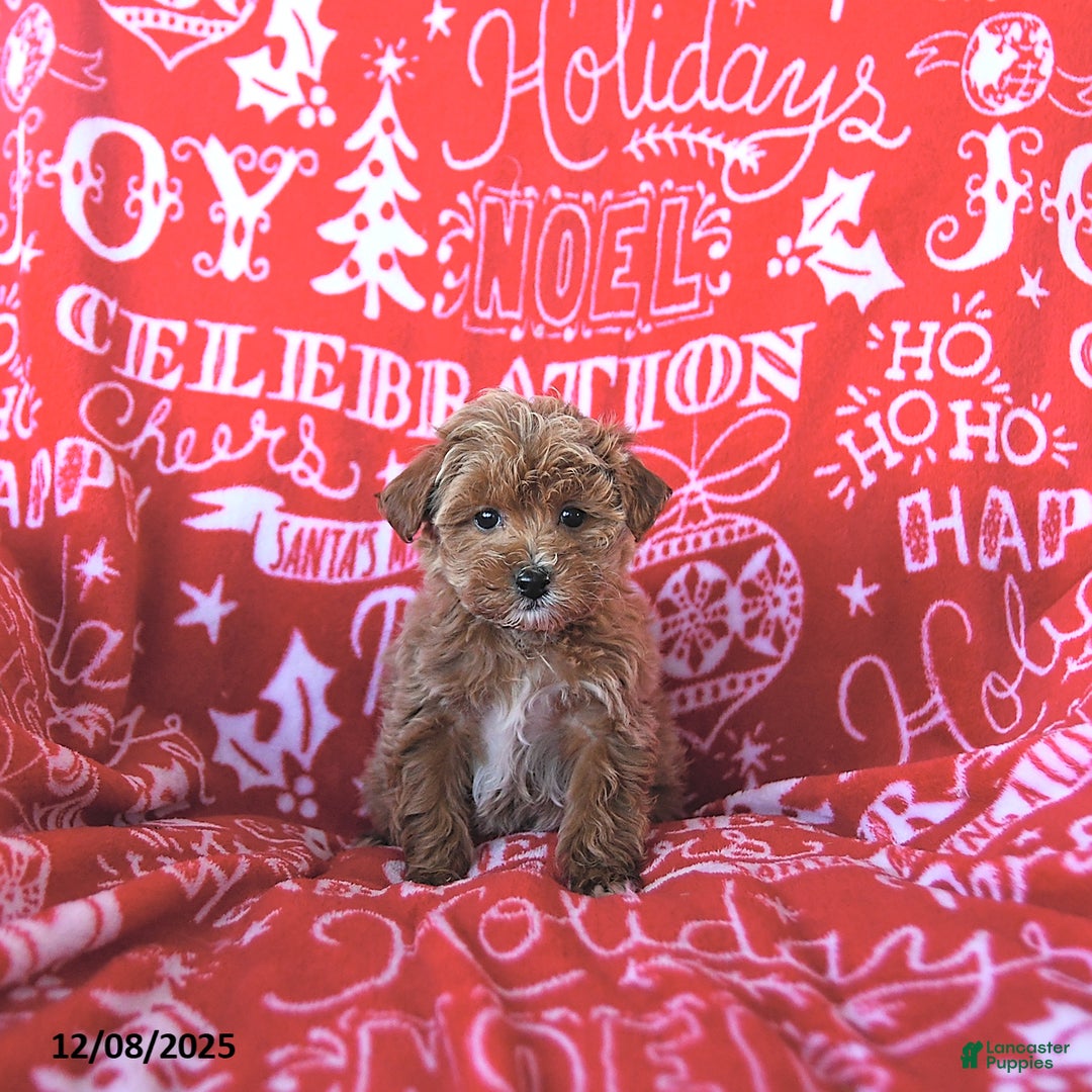 Mini Goldendoodle dogs for sale: Noelle - Ad 5