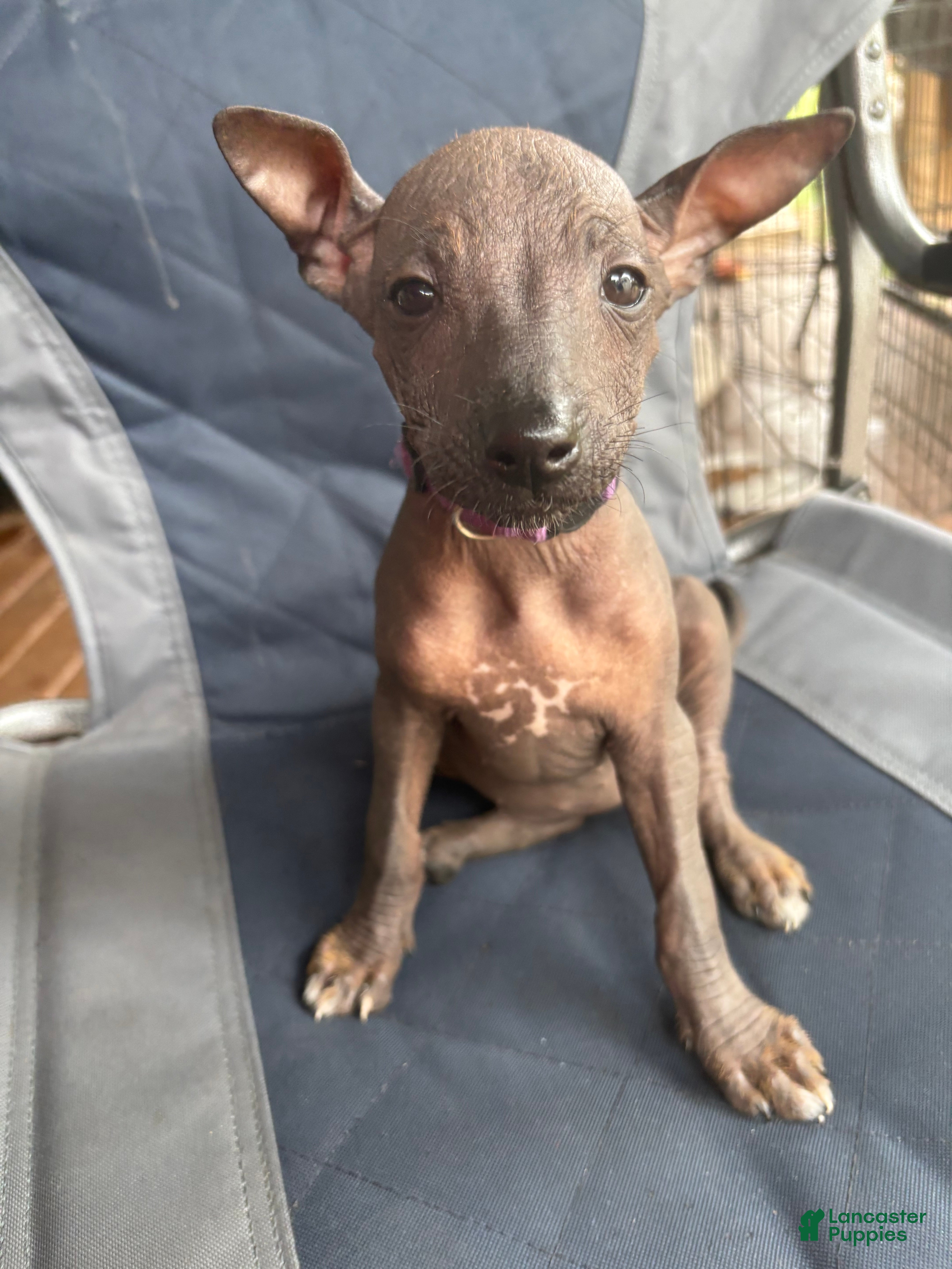 Xoloitzcuintle
