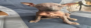 Xoloitzcuintle 1