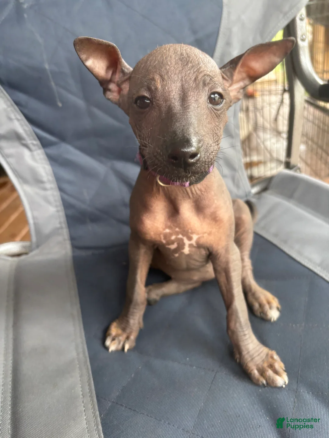 Xoloitzcuintle dogs for sale: Xoloitzcuintle 1 - Ad 1