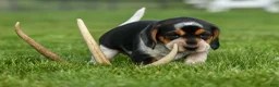 Beagle dogs for sale:  Cypress 🦴🐶 - Ad 10