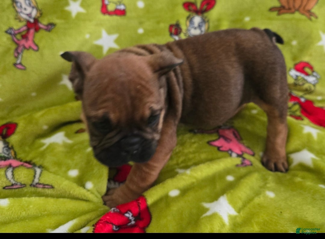 English Bulldog dogs for sale: Brownie - Ad 3