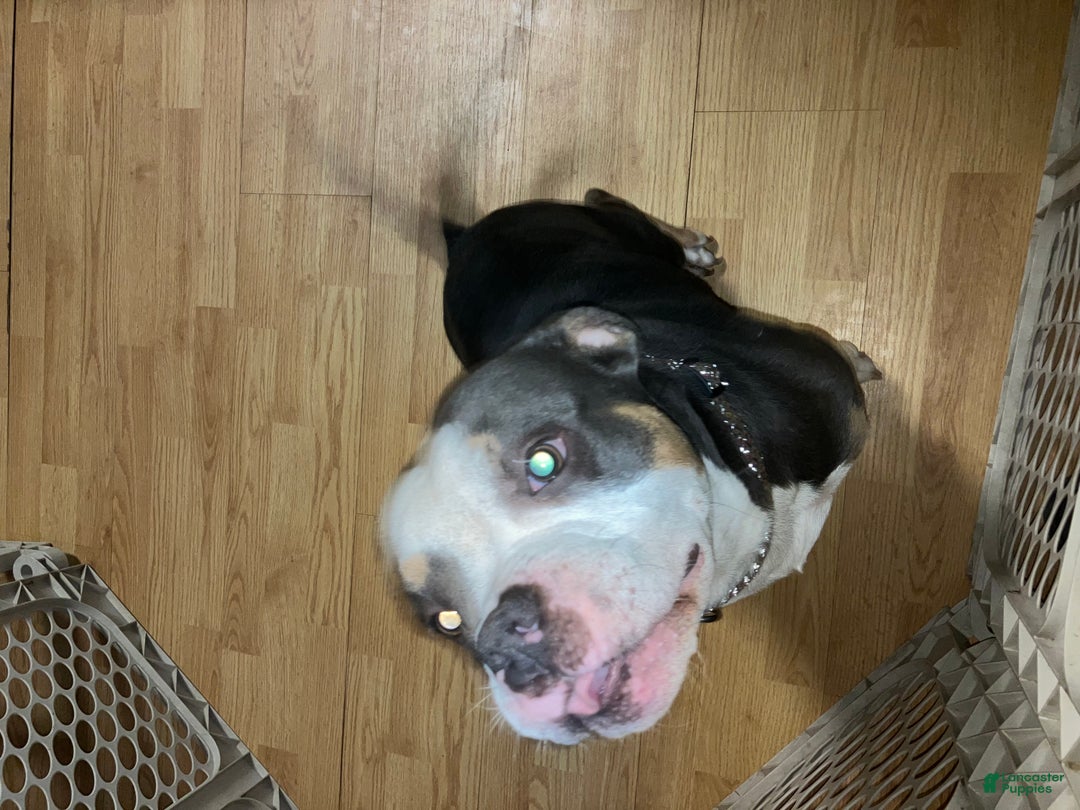 American Bully dogs for stud: Emerson - Ad 3