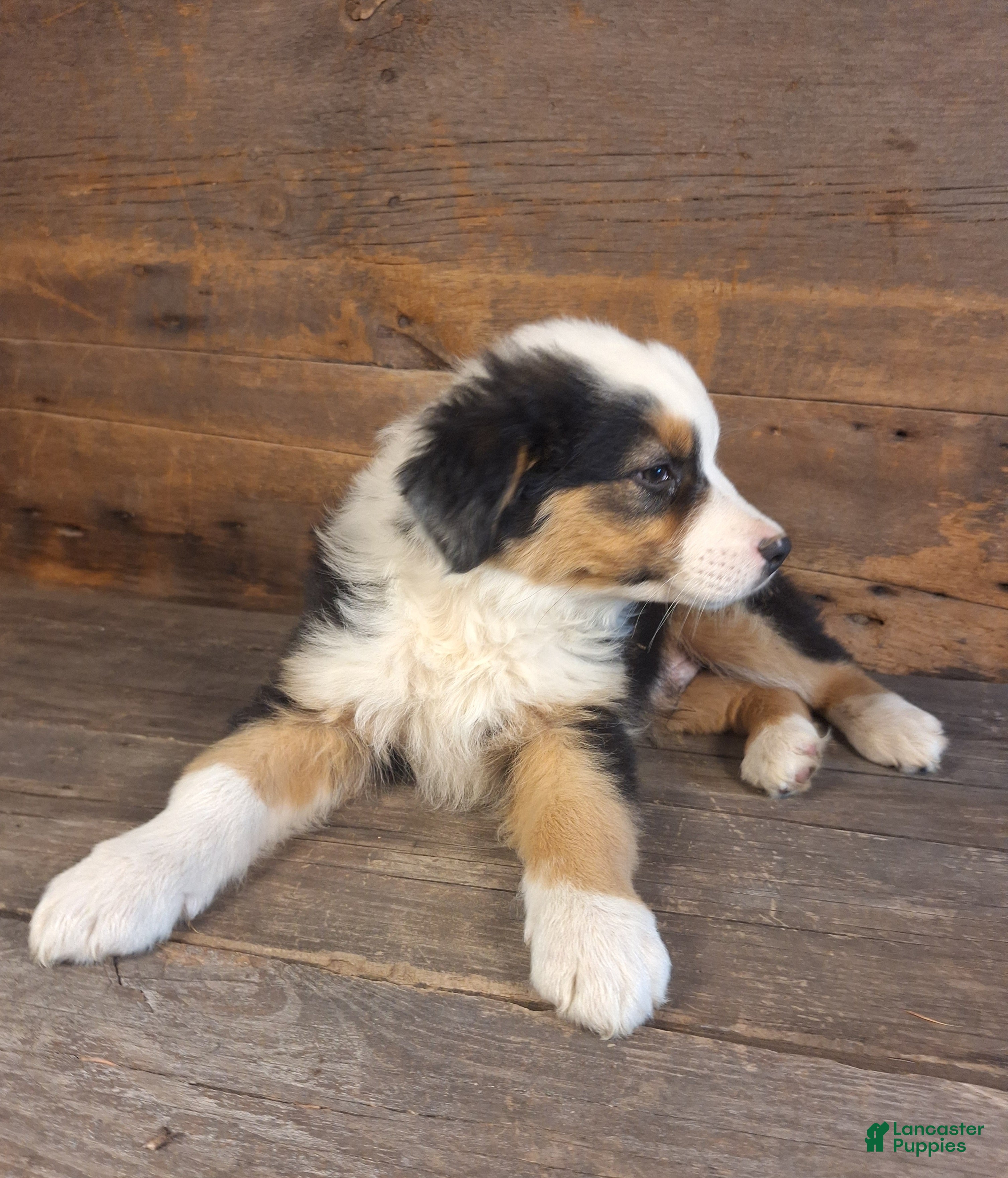 Australian Shepherd dogs for sale: Frank - Ad 2