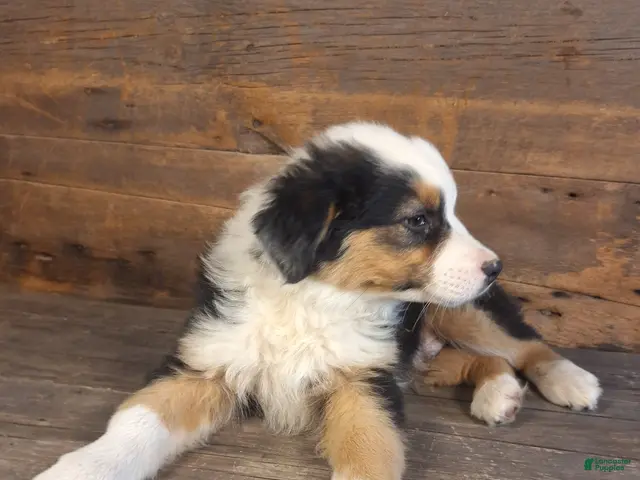 Australian Shepherd dogs for sale: Frank - Ad 2