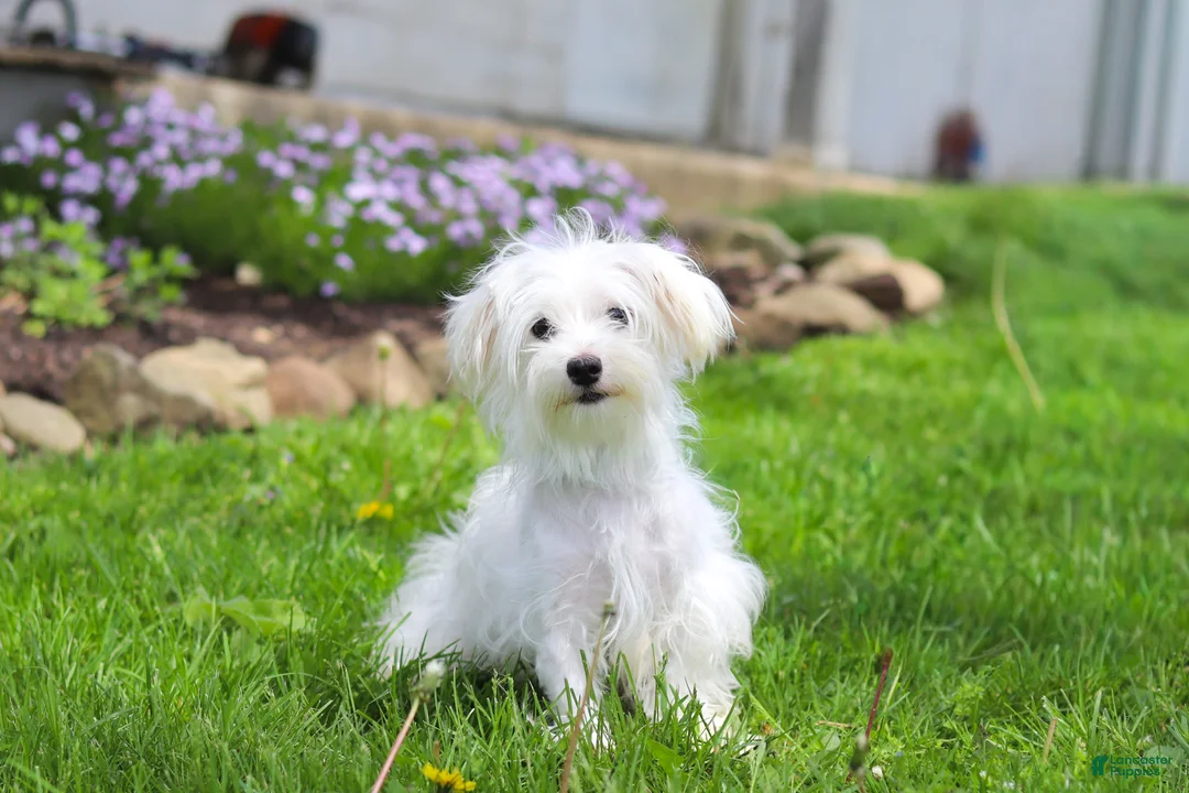 Maltipoo dogs for sale: Copper - Ad 10