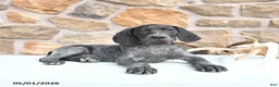 German Shorthaired Pointer dogs for sale: Dotty - Ad 3