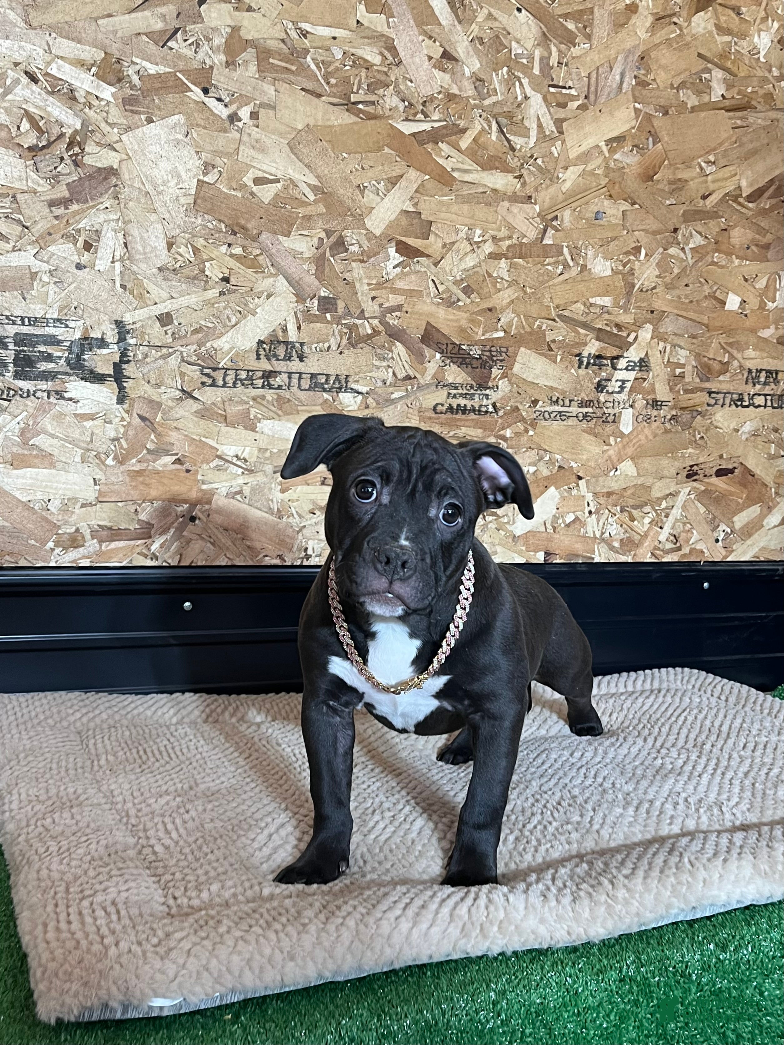 American Bully dogs Nova - Ad 11