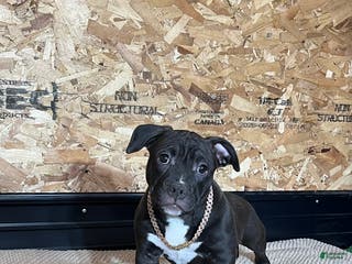 American Bully dogs Nova - Ad 27