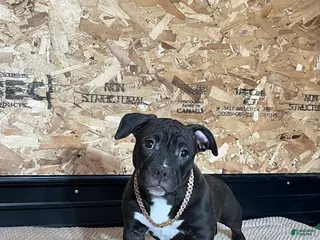 American Bully dogs Nova - Ad 18