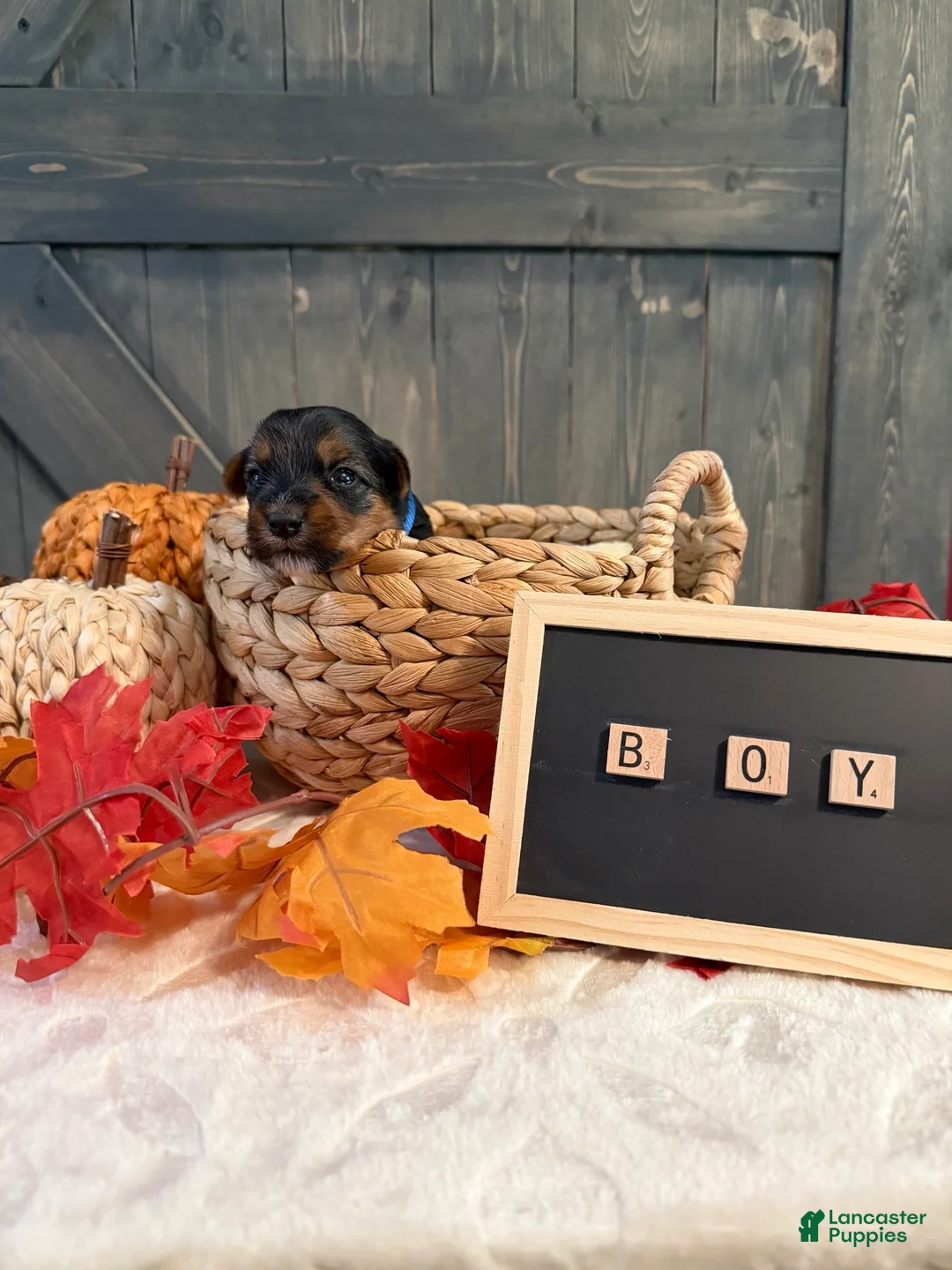 Yorkshire Terrier dogs for sale: Yorkshire Terrier 1 boy collar - Ad 1