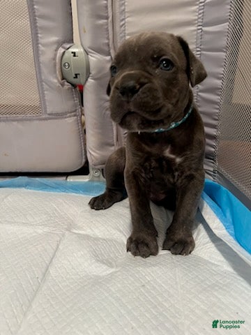 Cane Corso dogs Boy 4 - Ad 1
