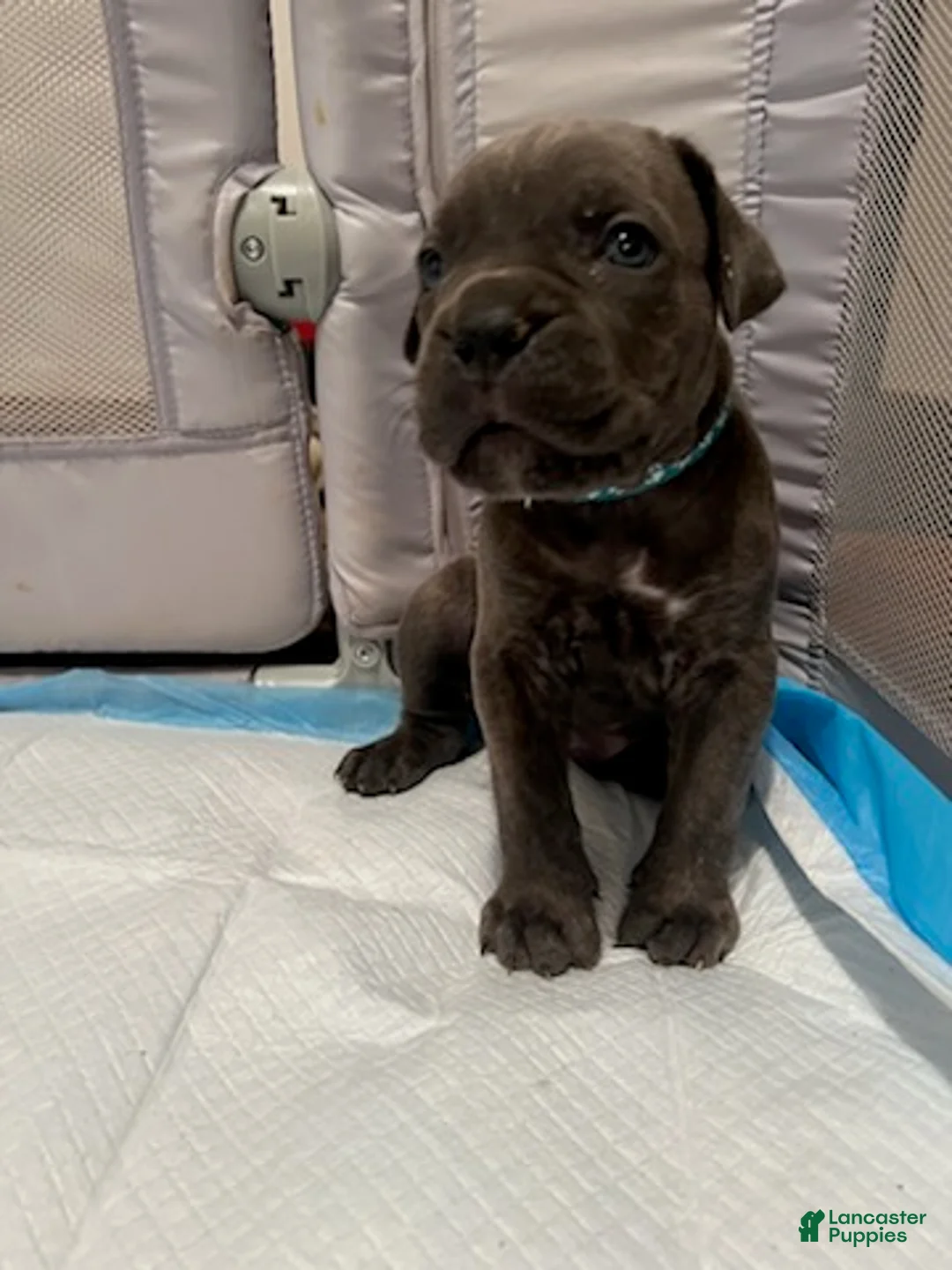 Cane Corso dogs for sale: Boy 4 - Ad 1