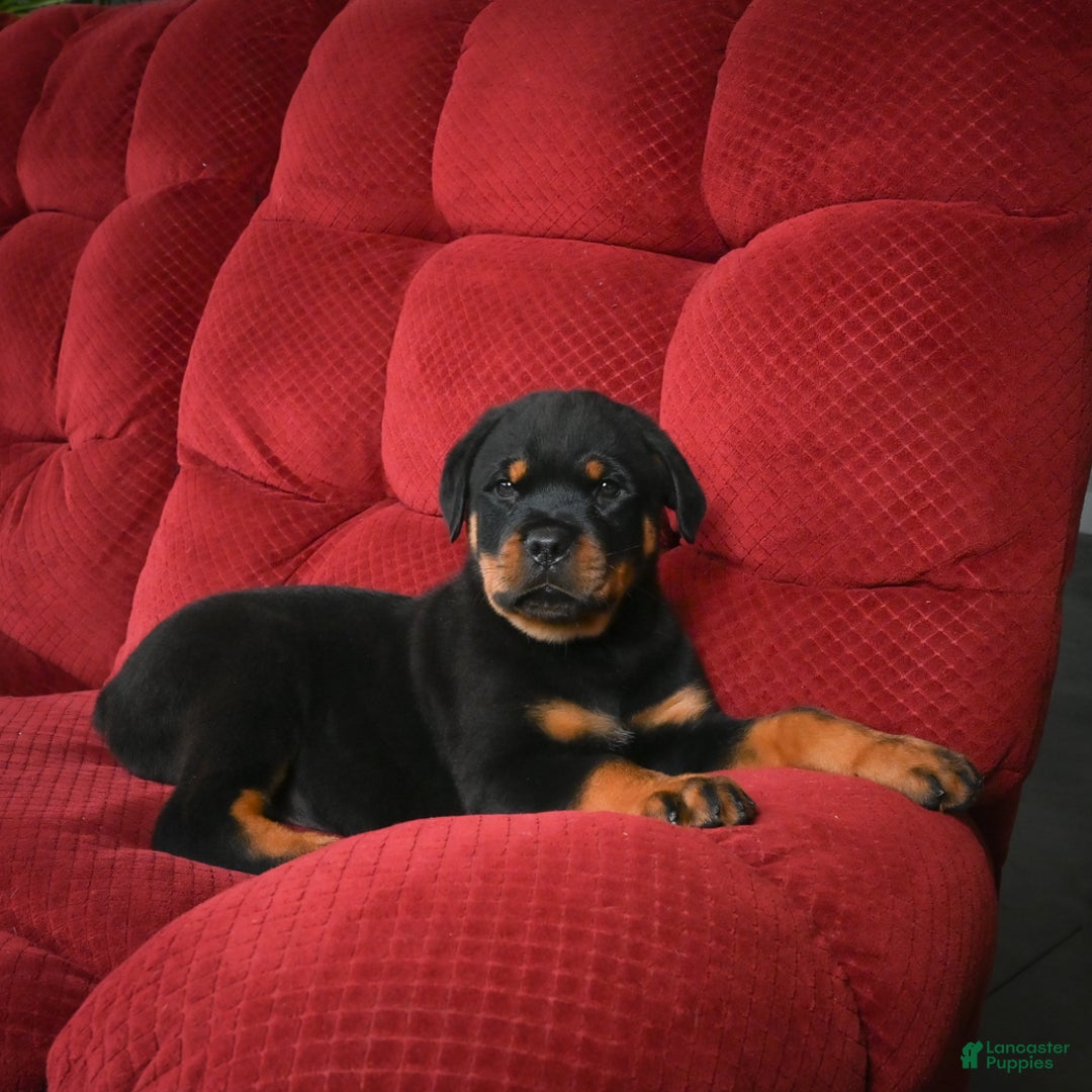 Rottweiler dogs for sale: Griffin / Mocha – Santos Ad-Dirah - Ad 2