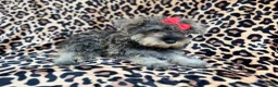 Miniature Schnauzer dogs for sale: Pixie - Ad 7