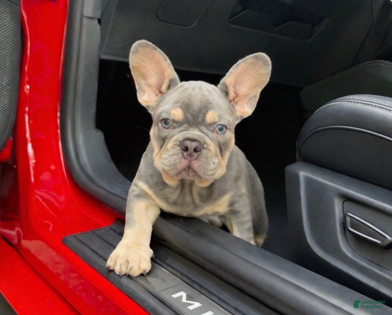 French Bulldog dogs French Bulldog Puppy 1 - Ad 5
