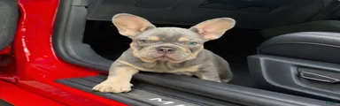 French Bulldog Puppy 1