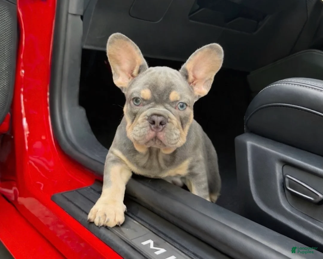 French Bulldog dogs for sale: French Bulldog Puppy 1 - Ad 1