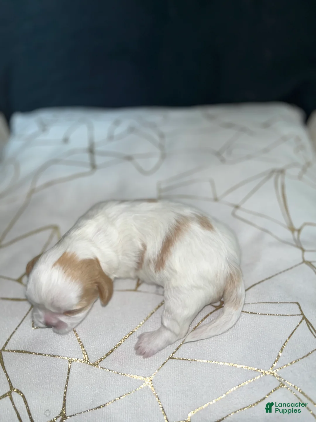 Shih Tzu dogs for sale: Daisy - Ad 2