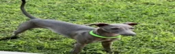 Italian Greyhound dogs for sale: Usher - Ad 7