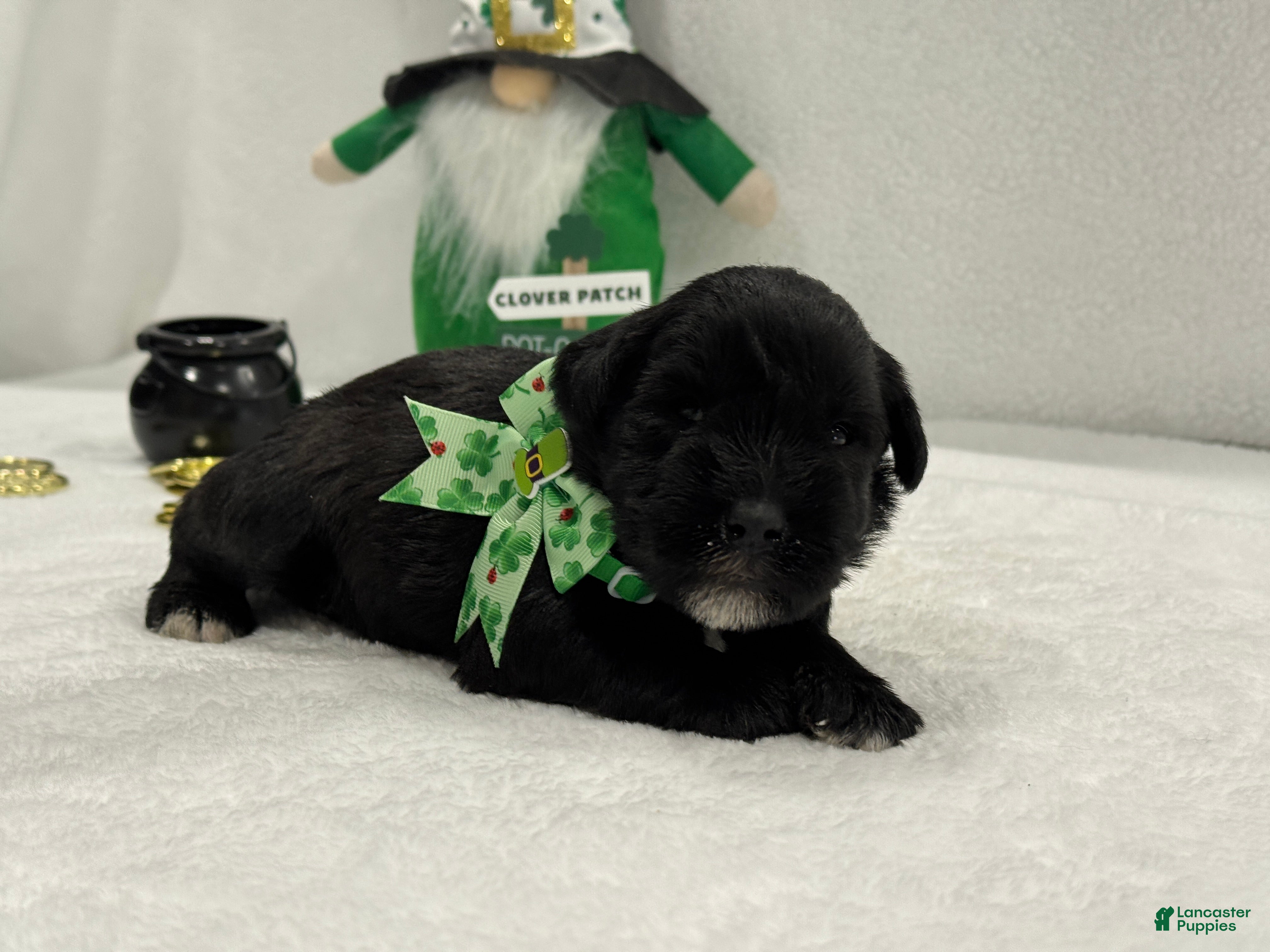 Miniature Schnauzer dogs Paisley Male 3 - Ad 7