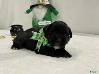 Miniature Schnauzer dogs Paisley Male 3 - Ad 7