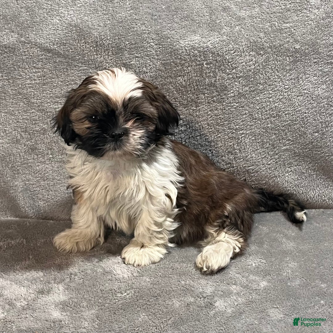 Shih Tzu dogs for sale: Harrison - Ad 2