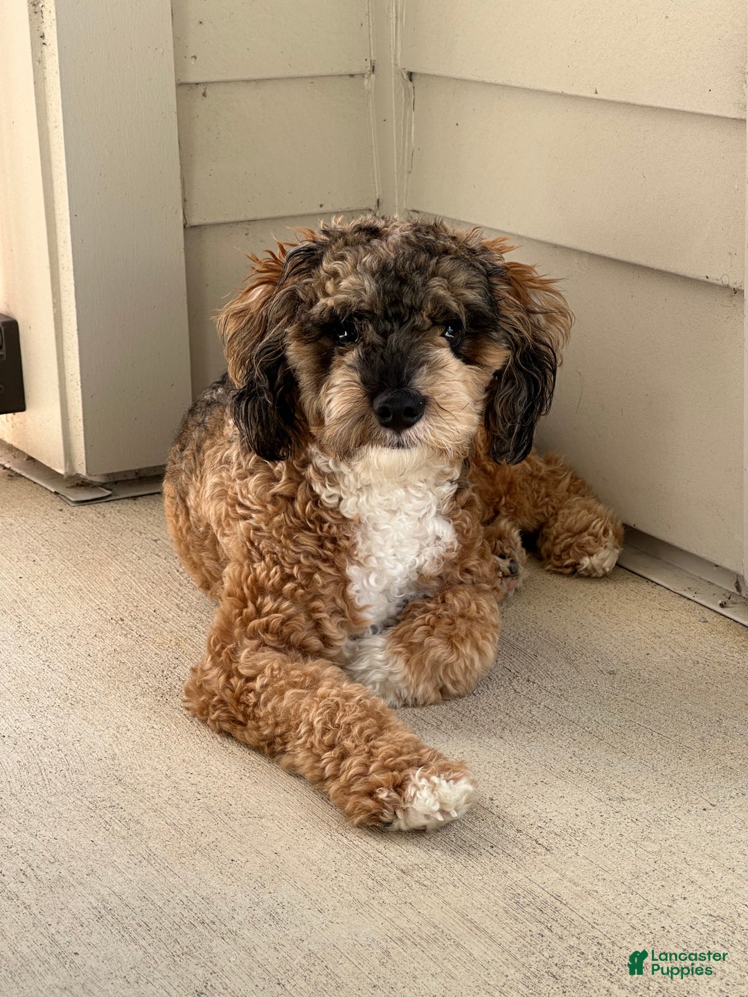 Miniature Poodle dogs for sale: Miniature Poodle Puppy 1 - Ad 7