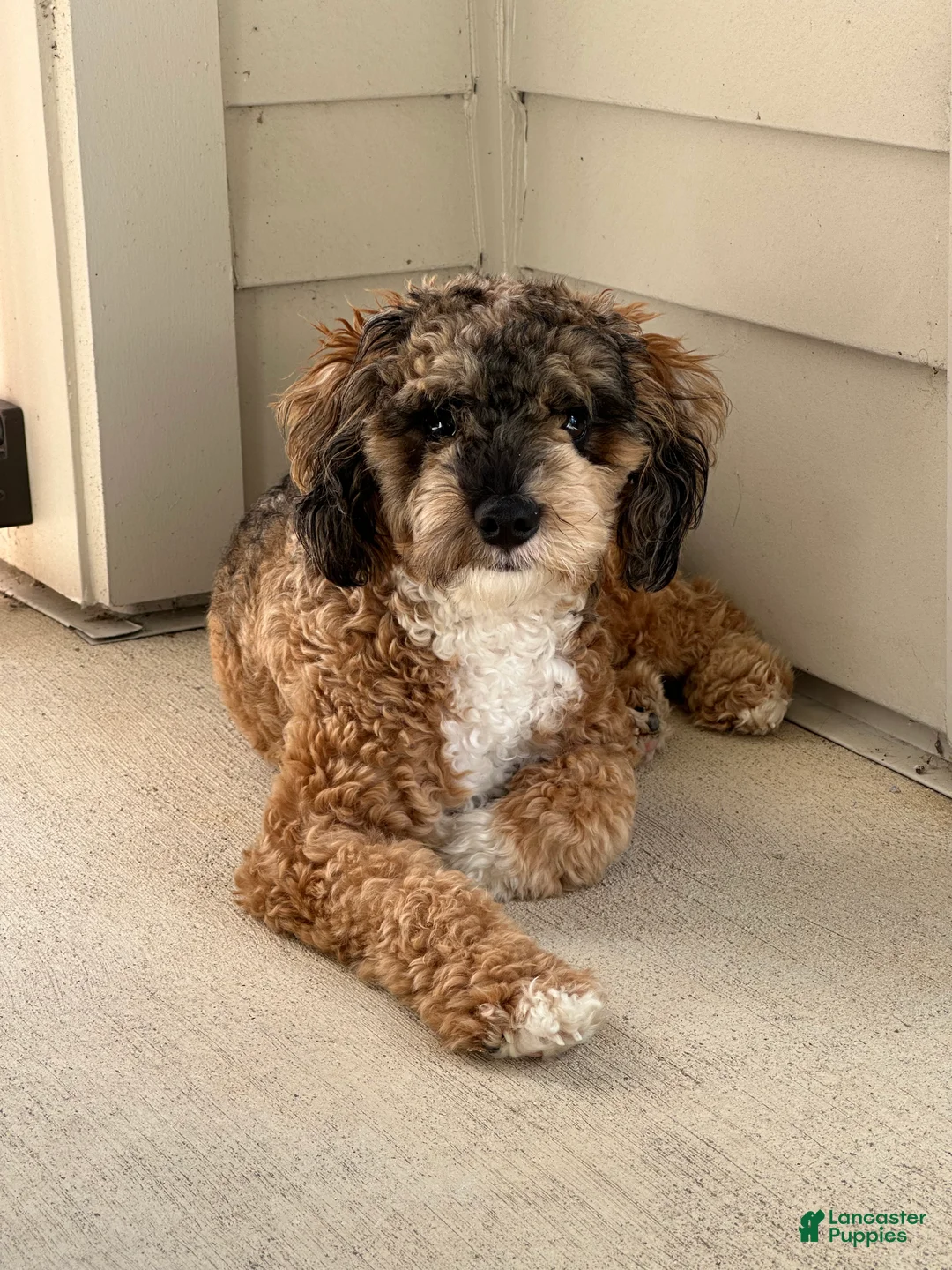 Miniature Poodle dogs for sale: Miniature Poodle Puppy 1 - Ad 7