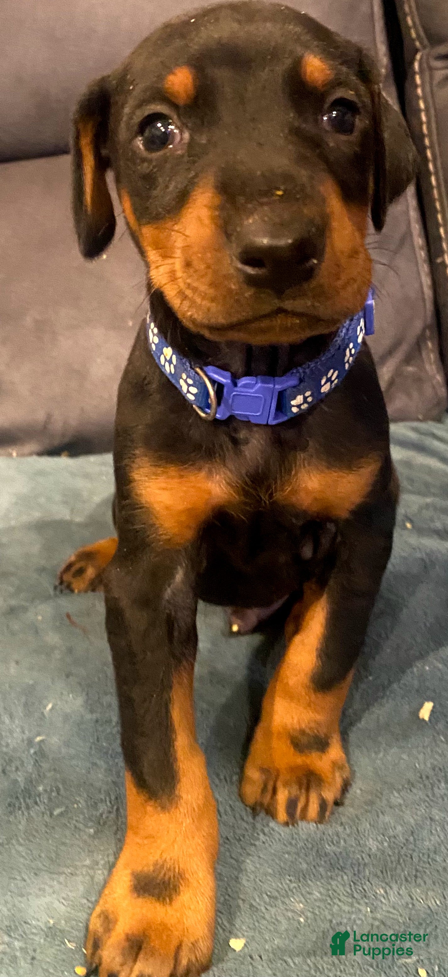 Doberman Pinscher dogs Sparky - Ad 2