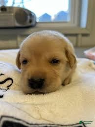 Afghan Hound dogs Afghan Hound Puppy 2 - Ad 1