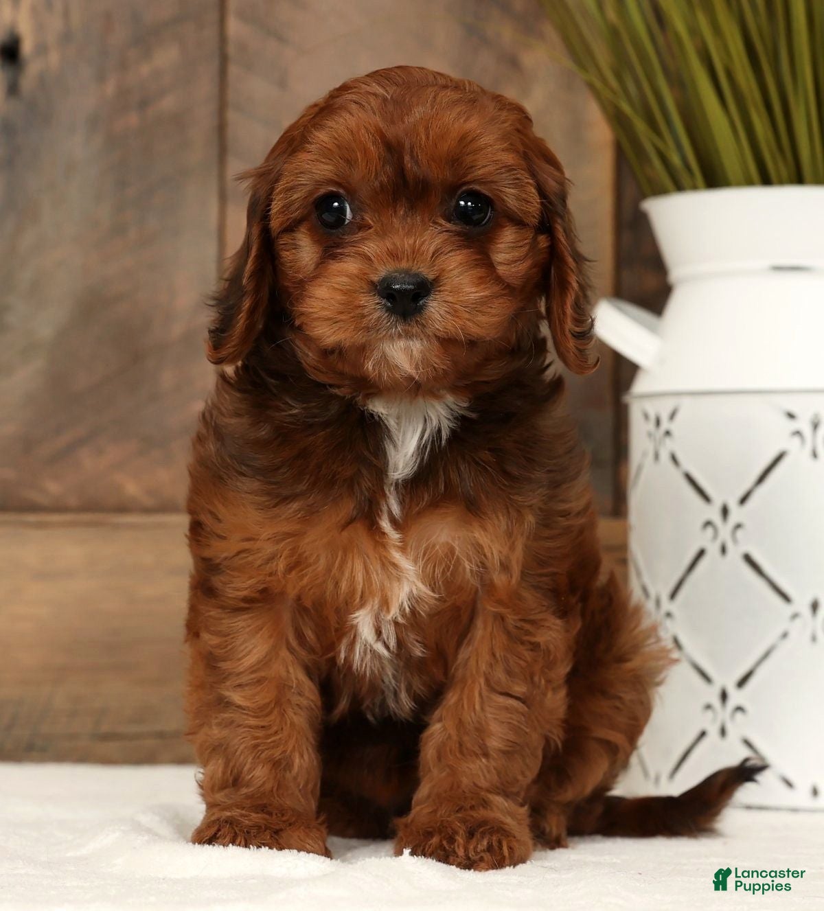 Cavapoo dogs Candy - Ad 14