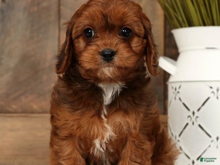 Cavapoo dogs Candy - Ad 33