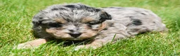 Bernedoodle dogs for sale: Blue Bernedoodle 3 - Ad 5