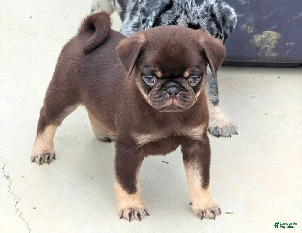 Pug dogs for sale: Chino - Ad 1