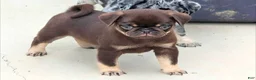 Pug dogs for sale: Chino - Ad 1