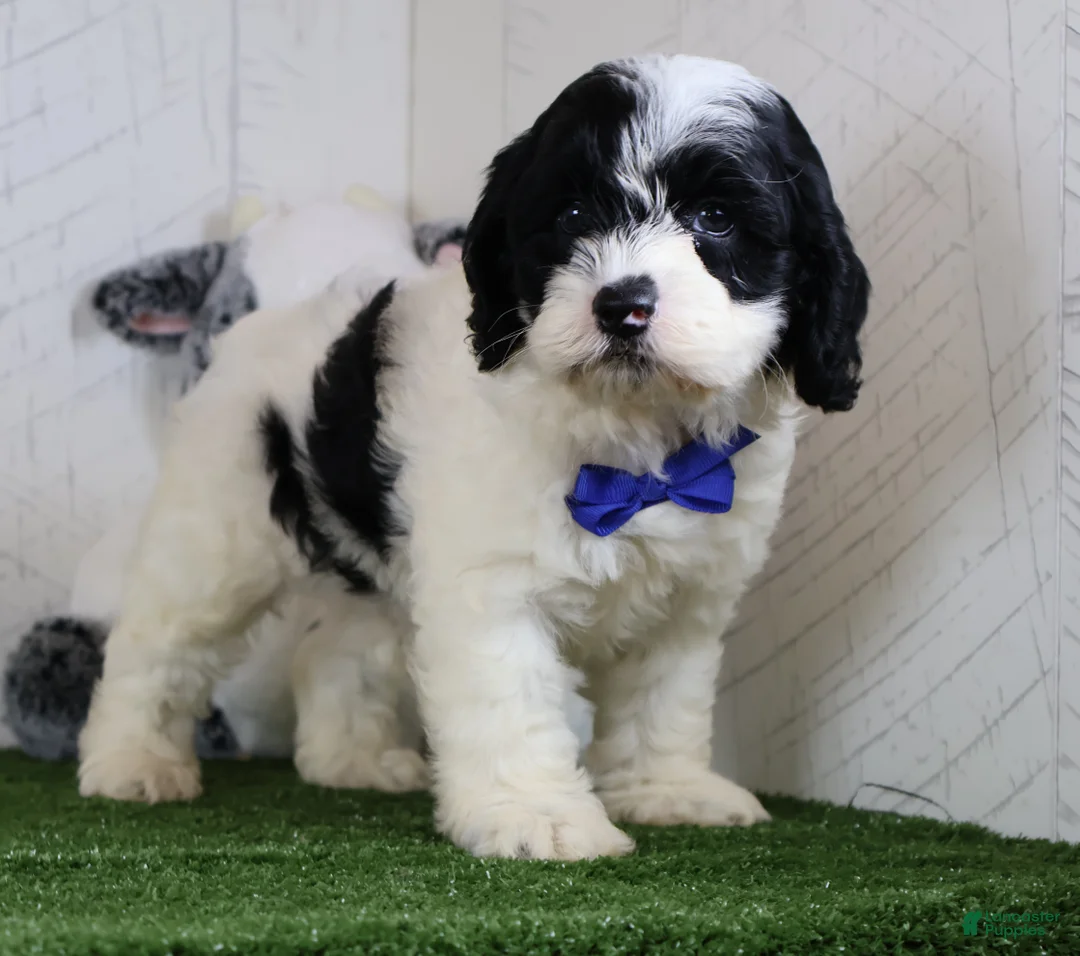 Cockapoo dogs for sale: Chip - Ad 3