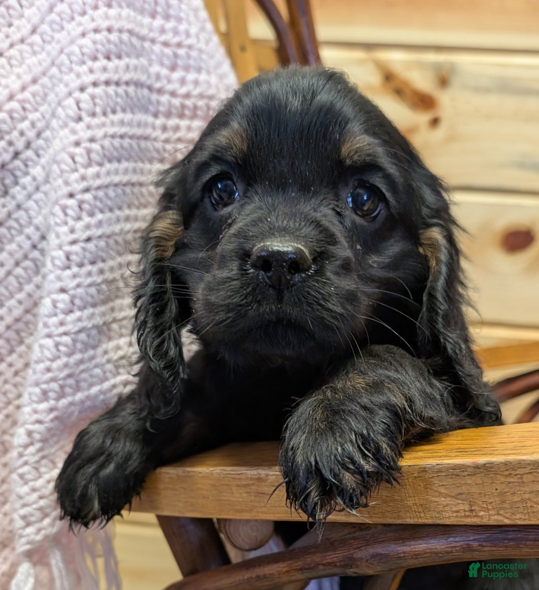 Cocker Spaniel dogs for sale: Whisper - Ad 1