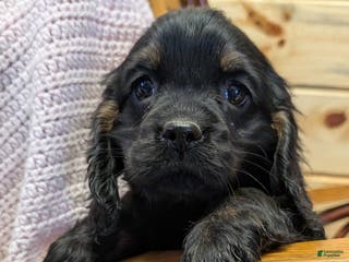 Cocker Spaniel dogs Whisper - Ad 28