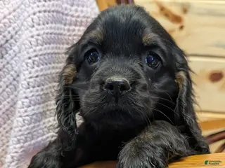 Cocker Spaniel dogs Whisper - Ad 41