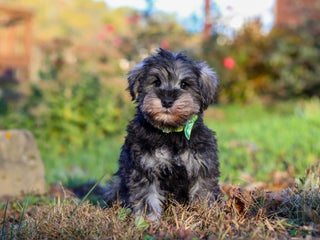 Miniature Schnauzer dogs - Ad 24