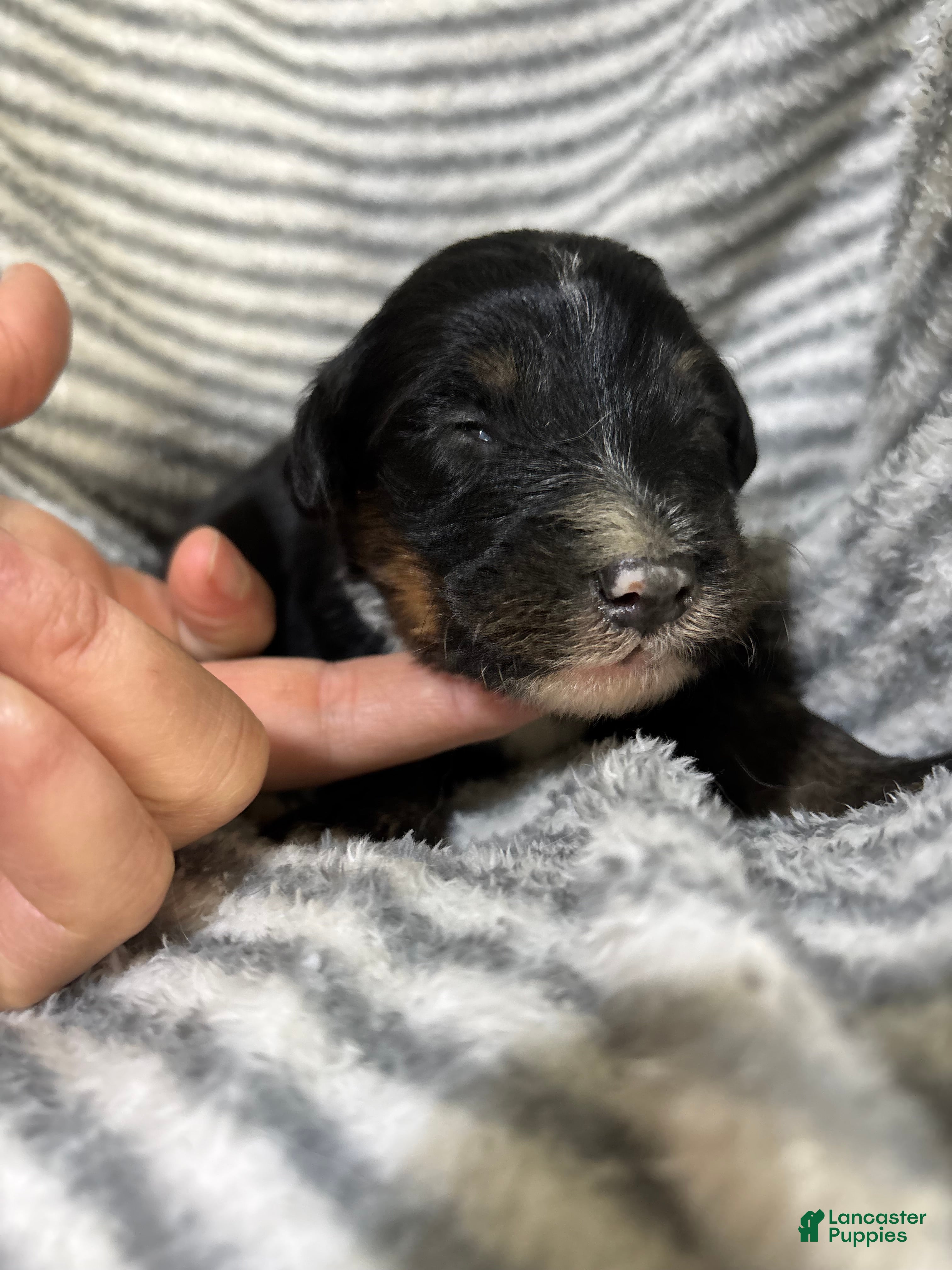 Aussiedoodle dogs Aussiedoodle 6 - Ad 1